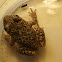 Iberian Midwife Toad(Sapo-parteiro-comum)