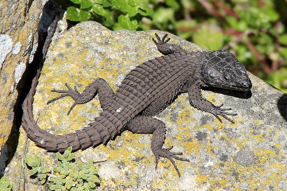 Black Girdled Lizard | Project Noah