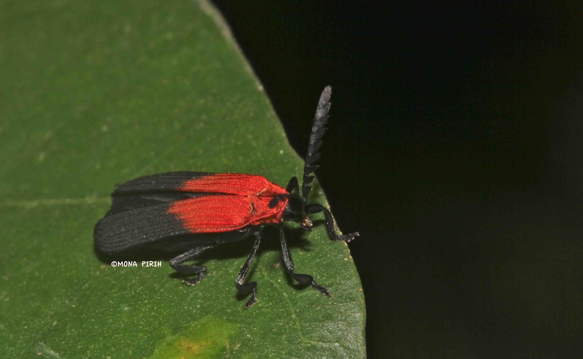Net winged beetle