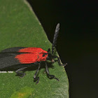 Net winged beetle