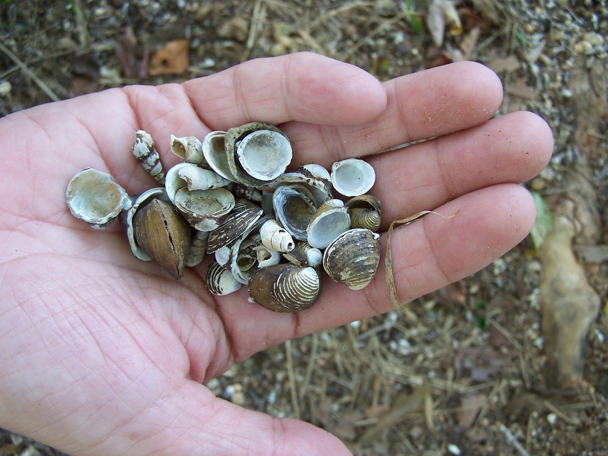freshwater shells