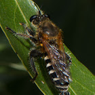 Robber fly mating