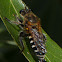 Robber fly mating