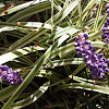 Grape Hyacinth