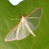 Four-spotted Palpita