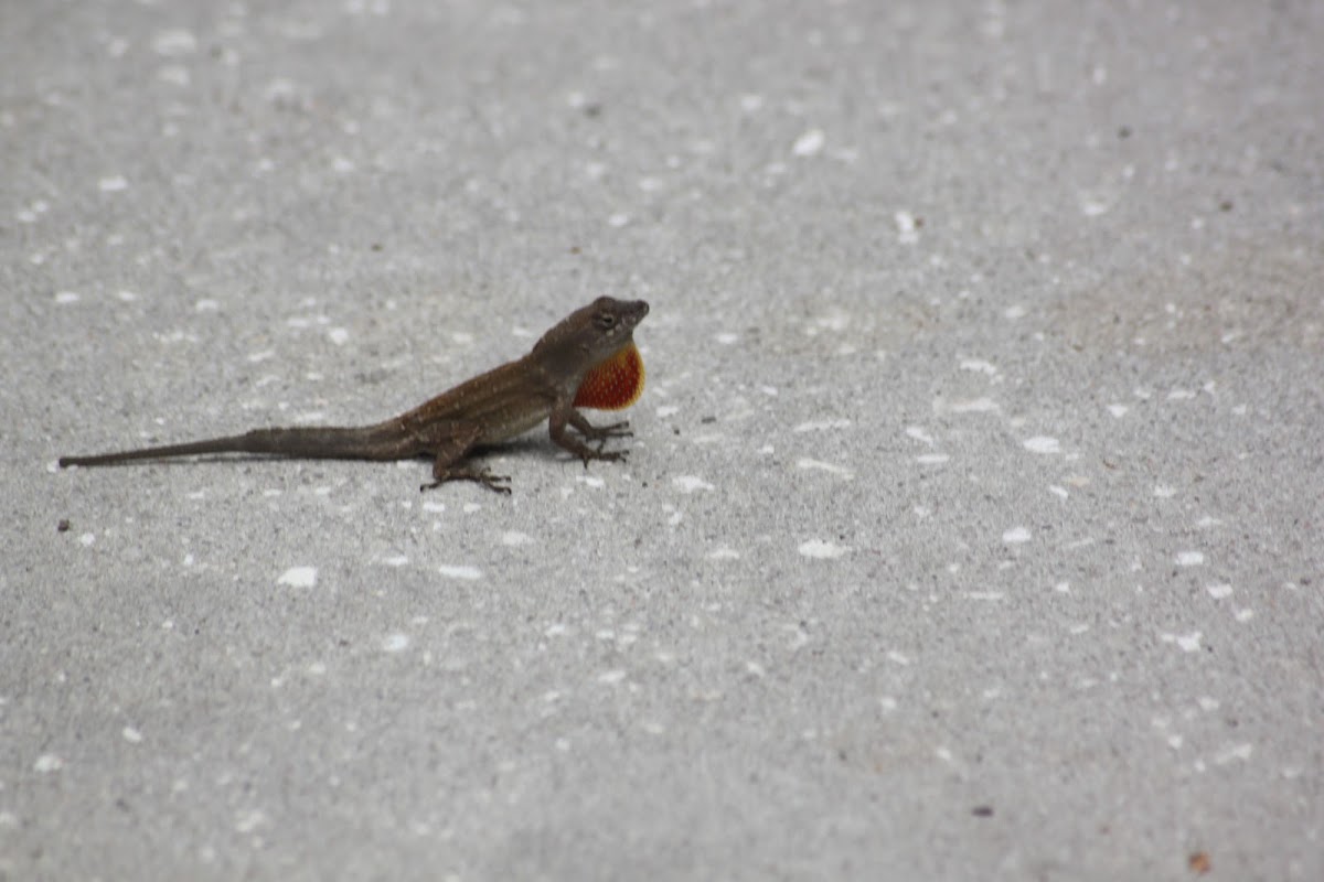 Another Brown Anole