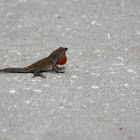 Another Brown Anole