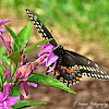 (Eastern) Black Swallowtail