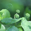 greenbrier or carrionflower
