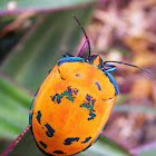 Hibiscus Harlequin Bug