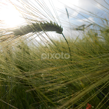 green2 by Jakab Robert -  