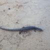 Northern Alligator Lizard