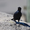 Red-winged starling