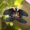 Scarlet Swallowtail