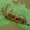 Red rim caterpillar