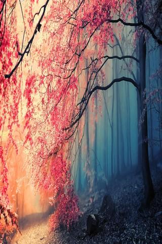 免費下載娛樂APP|Autumn in Japan Wallpapers HD app開箱文|APP開箱王