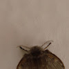 Mosca polilla