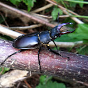 Hirschkäfer (stag beetle)