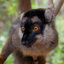 Brown lemur