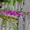 Purple Foxglove  Digitalis purpurea