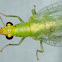 Common green lacewing, Crisopa