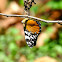 Orange Cracker Butterfly