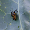 Shield bug(Nymph)