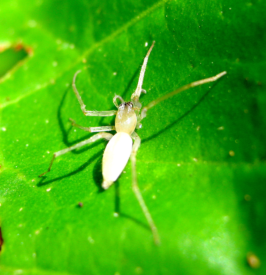 Leaf Sac Spider