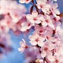 Cherry Blossoms Sakura LWP logo