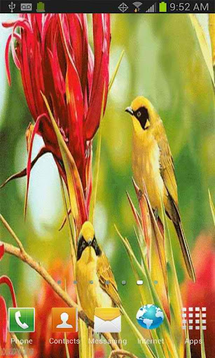 Yellow Birds Live Wallpaper