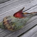 Tulip snail