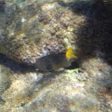 Yellowtail Damselfish