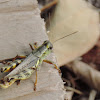 Differential Grasshopper