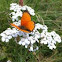 Scarce Copper