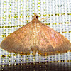 Crambid moth