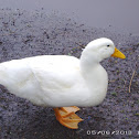 White Campbell Duck