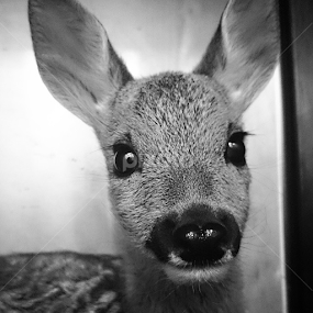 Bambi by Mirna Abaffy - Instagram & Mobile Instagram