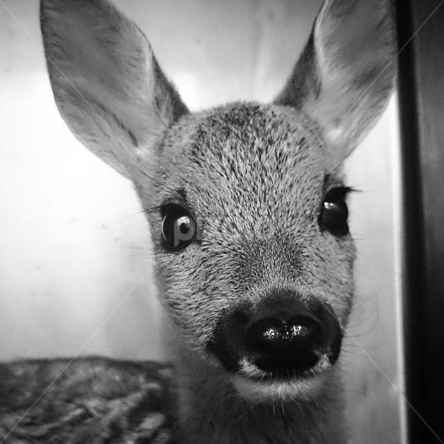 Bambi by Mirna Abaffy - Instagram & Mobile Instagram