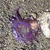 Purple beached jellyfish, Golfe de Morbihan