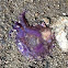 Purple beached jellyfish, Golfe de Morbihan