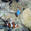 Percula clownfish and yellowtail damsel