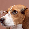 Beagle Puzzle by BookMan