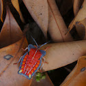 Tessaratoma Papillosa