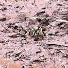 Eastern tiger swallowtails