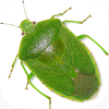 Stink Bug Decision Aid