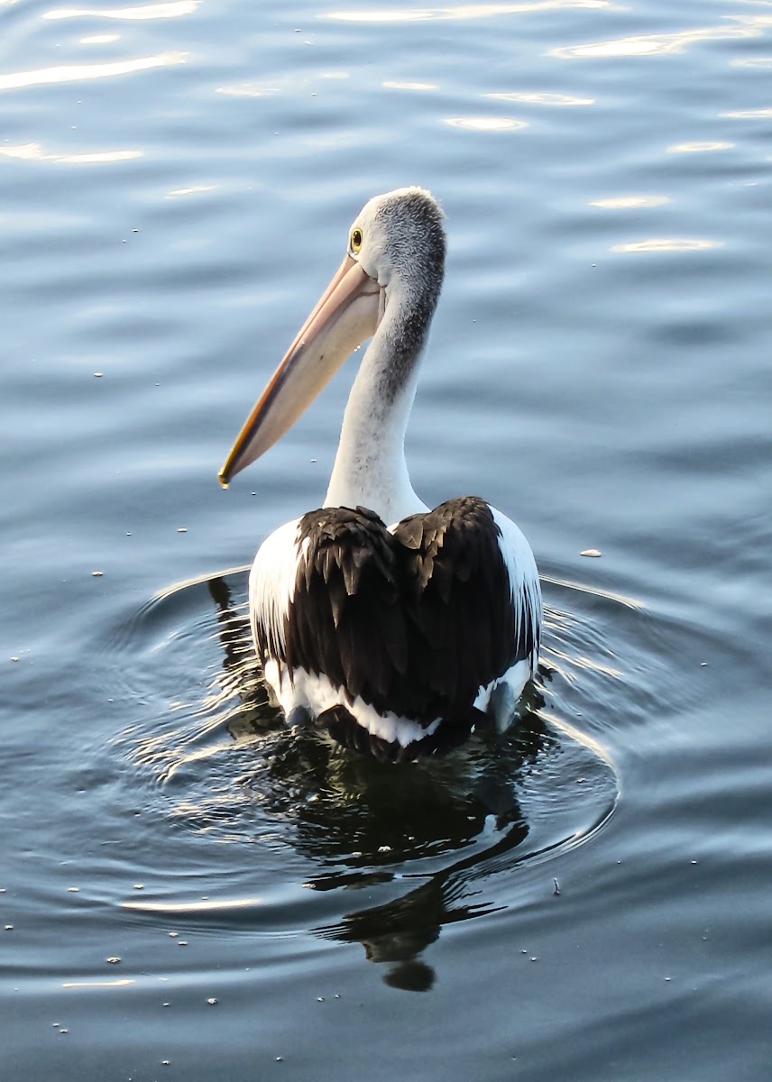 Australian Pelican (pair)