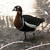 Red-breasted goose