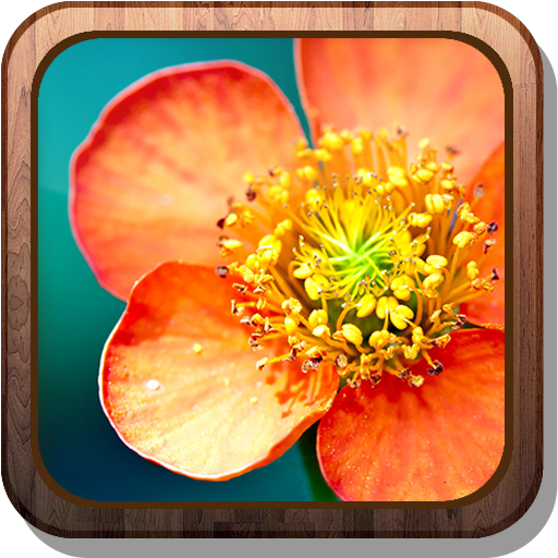 Flower HD Live Wallpaper 個人化 App LOGO-APP開箱王