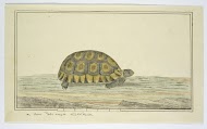Chersine angulata (Angulate tortoise)