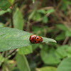 seven spotted ladybug.
